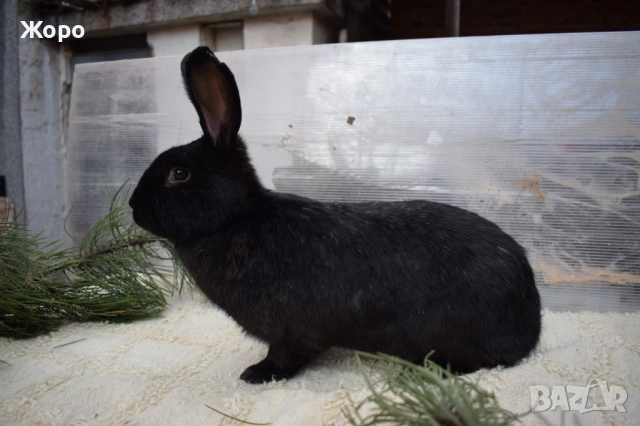 Зайци за разплод, снимка 13 - Други животни - 53611714