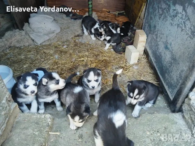 Бебета хъски, снимка 1