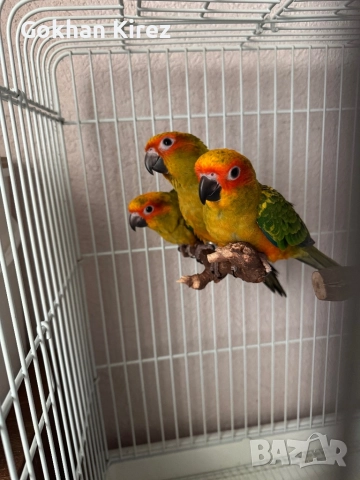 Папагали Слънчева Аратинга, снимка 13 - Папагали - 49701160