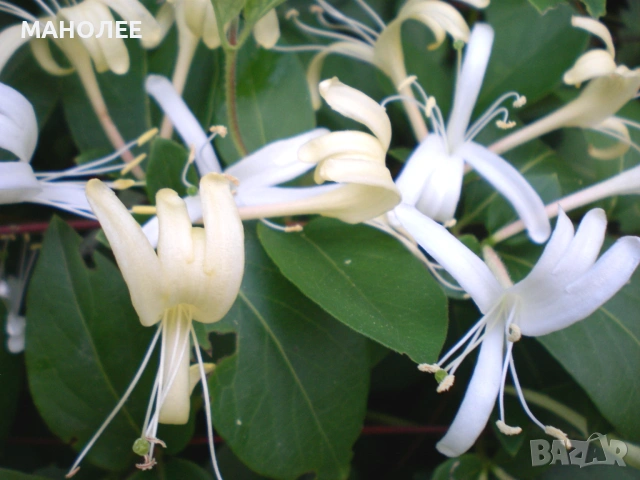 🪴🪴🪴 Лоницера   - "Орлови нокти"🪴💐🪴