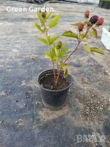 КЪПИНА GIGANT Без бодли