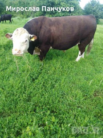 Продавам бик, порода Херефорд, снимка 1 - Крави - 45935620