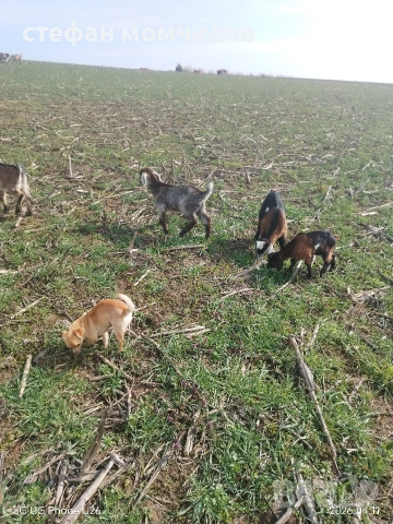 продавам , снимка 10 - Кози - 54162161