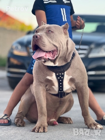 Американско були, снимка 10 - Питбул - 51911928