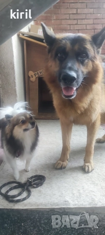 Хотел за кучета - Игри на воля , снимка 14 - Други услуги - 52645885