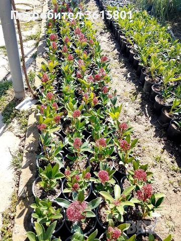 лавровишна , снимка 6 - Градински цветя и растения - 53971651