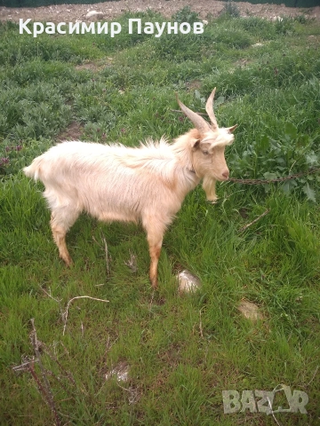 Млад пръч ,на една година ,за дъмъзлък ., снимка 13 - Кози - 54035020