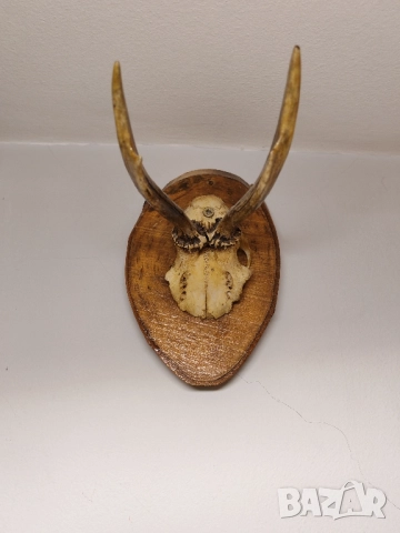 Ловен трофей срандак. , снимка 4 - Оборудване и аксесоари за оръжия - 51999930