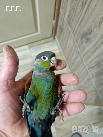 Бебета Пирура перлата, снимка 8 - Папагали - 54287719