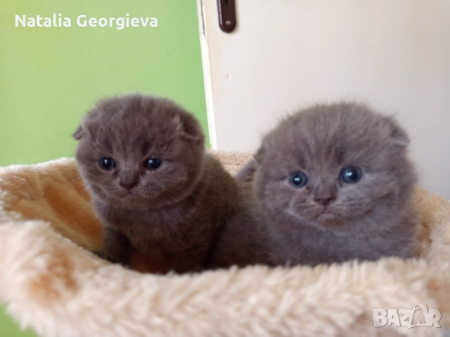 Британски котенца , снимка 4 - Британска късокосместа - 52672572