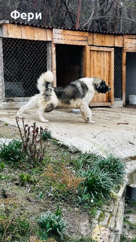Българско овчарско куче(каракачанско), снимка 4 - Каракачанска овчарка - 45586308