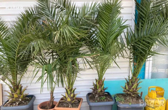 Студоустойчиви Палми Трахикарпус, снимка 2 - Градински цветя и растения - 49879195