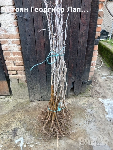 дръвчета хинап 