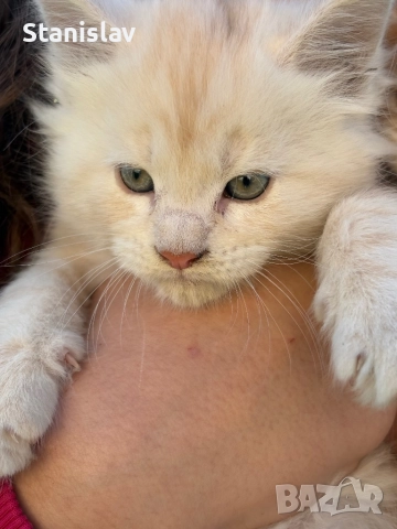 Котенца Мейн Куун, снимка 3 - Мейн кун - 50967412