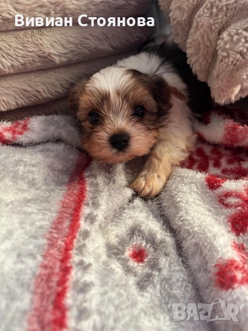 Йорки бивер, снимка 4 - Йоркширски териер - 52586251