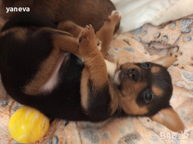 Подаряват се малки сладки кученца , снимка 6 - Други - 53916987