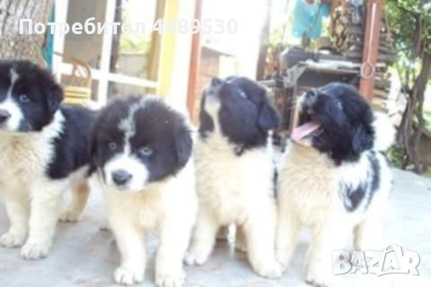 Сертифициран Развъдник продава българско овчарско куче / каракачанка, снимка 12 - Каракачанска овчарка - 50499590