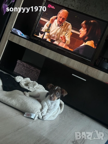 ДЖАК РЪСЕЛ-КУЧЕНЦЕ НА ДВА МЕСЕЦА-ЖЕНСКО 3110251939, снимка 2 - Джак ръсел териер - 52249827