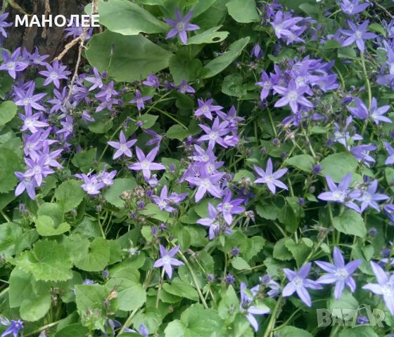 КАМПАНУЛА НА ПОЖАРСКИ, снимка 1 - Градински цветя и растения - 45540532
