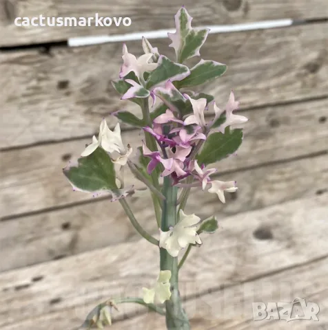 Senecio articulatus variegata, снимка 2 - Стайни растения - 47617100