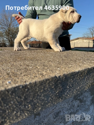 Момиче на 50 дни , снимка 3 - Алабай - 54113727