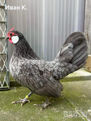 Продавам син Розкомби. , снимка 13 - Кокошки и пуйки - 53252380