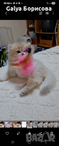 Родословни Британски котета  промоционална цена за 8 март, деня на жената!