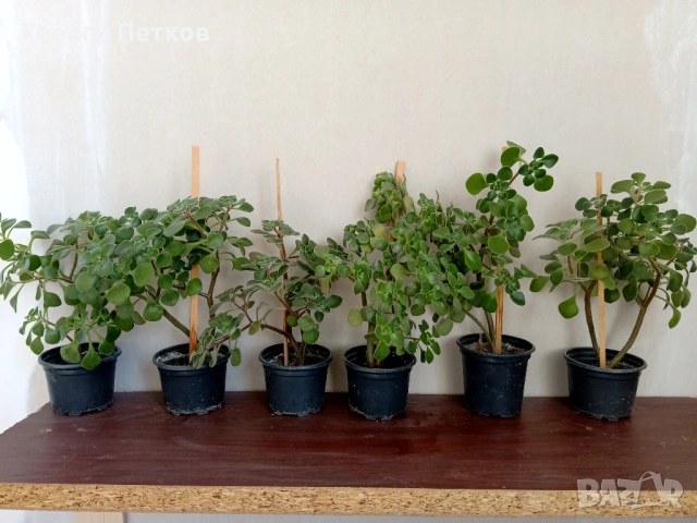 Дървото на Парите (Айхризон), с височина около 20-25 см.