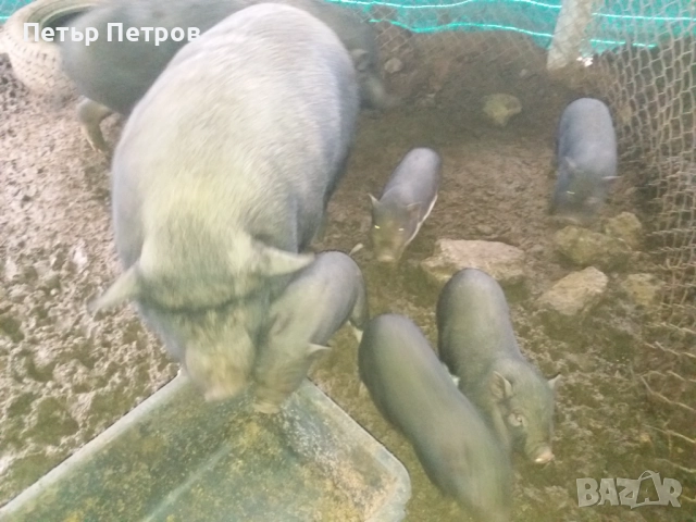 Виетнамски прасенца, снимка 2 - Прасета - 52886311