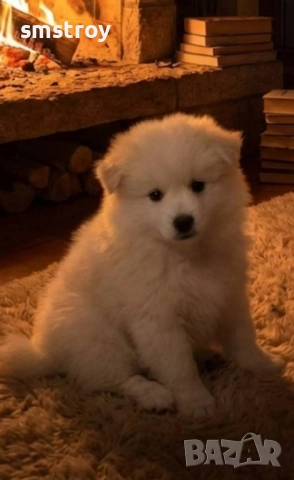 Идеален коледен и новогодишен подарък,Померaн Мини Шпиц , снимка 3 - Померан - 52712170