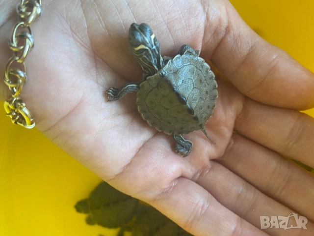 Продавам  водни костенурки