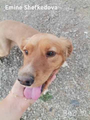 Кучета за трюфели, снимка 1