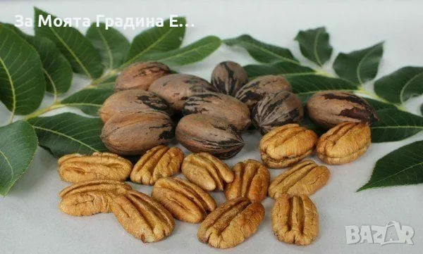 Орех "Пекан" Фиданки 