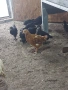 Черен австралорп, кафяв доминант.И смесени снасящи сини и зелени яйца., снимка 5