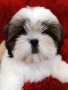 Кученца Ши Тцу /SHIH TZU FCI pedigree , снимка 4