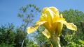 Градински перуники (Iris), снимка 2
