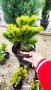 Pinus mugo Dezember gold(Клек Декемврийско злато), снимка 7