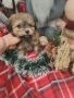 Мини пуделчета момчета, снимка 4