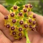 Хоя, hoya cummungiana, снимка 1