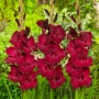 🌸 Луковици Гладиоли (Gladiolus), снимка 14