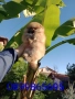 Мъжки Померан на 3 месеца. Реални снимки!, снимка 6