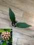 Хоя. Hoya Finlaysonii sukirin , снимка 1