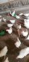 Продавам млади кокошки, снимка 1 - Кокошки и пуйки - 45820789
