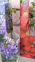 Клематис 5 цвята - многогодишно увивно цвете, снимка 3
