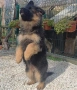 дългокосмести немски овчарки, снимка 7