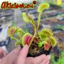 100 семена Венерина мухоловка Dionaea muscipula Семена Мухоловка Бонсай месоядно растение яде насеко, снимка 10