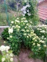 Хортензия бяла и розова , снимка 4