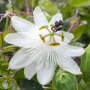 Бяла пасифлора, passiflora Constance Elliot, снимка 1
