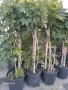 Продавам Шефлера / Schefflera 10 годишна, 170 см. височина, 10 броя, снимка 2