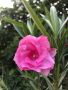 Зокуми, снимка 1 - Градински цветя и растения - 45654529
